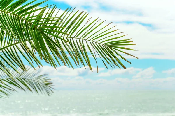 Hoja Palma Verde Contra Cielo Azul Agua —  Fotos de Stock