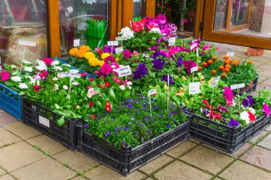 sokak çiçek pazarında Rusça çiçek ve çiçek isimleri ile kutular