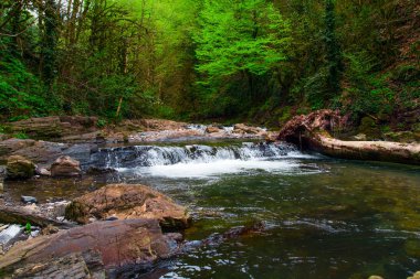 milli parkta akan güzel derin orman şelale