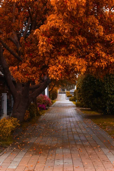 Árvores Com Folhas Douradas Outono Caminho Parque Cidade — Fotografia de Stock