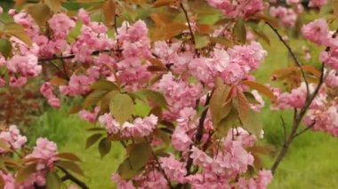 Baharda kiraz çiçeği açan kiraz sakura 
