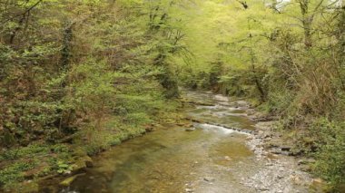 ormandaki şelaleler ile dağ nehri ve rapids doğal görünümü