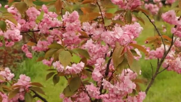 Όμορφη Σακούρα Άνθη Κερασιάς Την Άνοιξη — Αρχείο Βίντεο