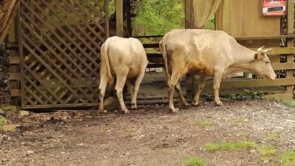 Close Cows Grazing Wooden Gazebo — Stock Video