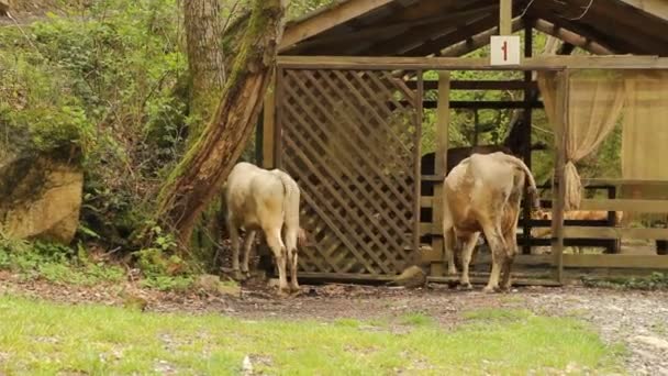 Fechar Vacas Pastando Perto Gazebo Madeira — Vídeo de Stock