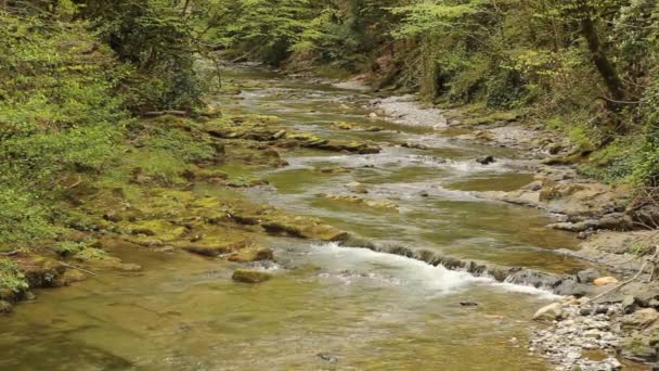 Γραφική Θέα Στον Ορεινό Ποταμό Και Ορμητήρια Καταρράκτες Στο Δάσος — Αρχείο Βίντεο