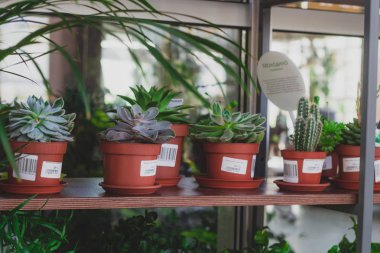 çiçek dükkanında raf üzerinde saksı sulu meyveler