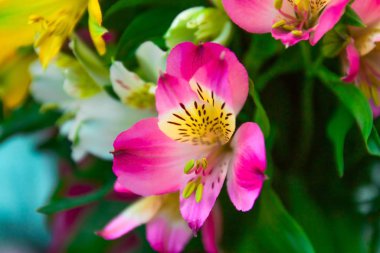 yakın çekim Alstroemeria çiçekler buket bulanık arka plan