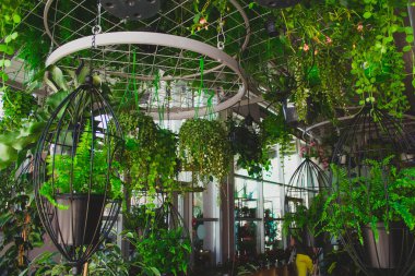 asılı Planters içinde Fern, iç tasarım detayları