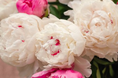 beyaz ve pembe şakayık tomurcukları çiçek soyut zemin yakın