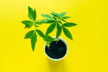 sarı arka plan üzerinde izole pot esrar üst görünümü