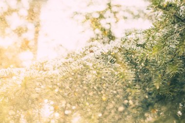 altın bokeh ve dökmeyen ağaç dalları ile soyut büyülü noel arka plan