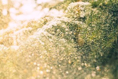 altın bokeh ve dökmeyen ağaç dalları ile soyut büyülü noel arka plan