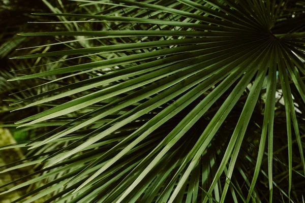 close up   palm leaves , abstract tropical natural background
