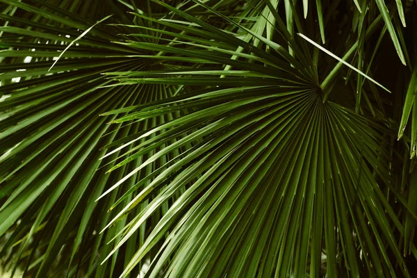 palm leaves pattern  , abstract tropical natural background