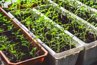 bir pencere üzerinde büyüyen domates fidanları, ev bahçe kavramı