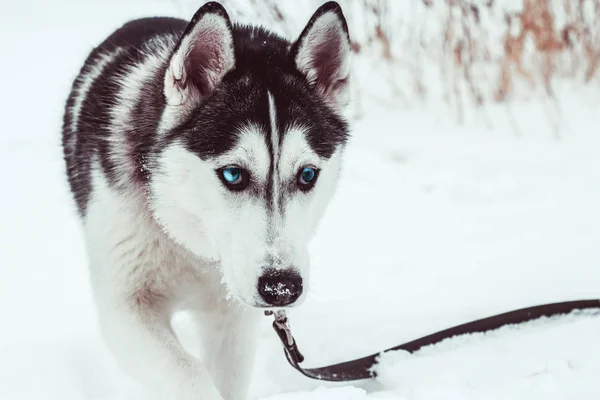 Hermoso Perro Husky Parque Invierno Husky Perro Retrato — Foto de Stock