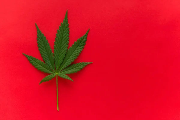 Hoja Marihuana Aislada Sobre Fondo Rojo Espacio Para Copiar —  Fotos de Stock