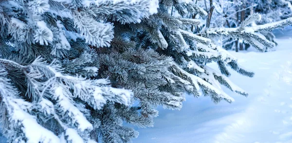 Fenyő fa ágai hóval téli erdőben közelről — Stock Fotó