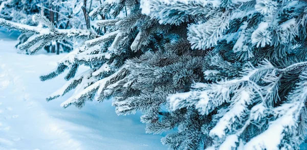 Fenyő fa ágai hóval téli erdőben közelről — Stock Fotó