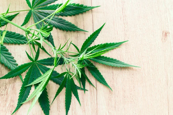Marihuana Grüne Blätter Auf Einem Hölzernen Hintergrund Draufsicht — Stockfoto