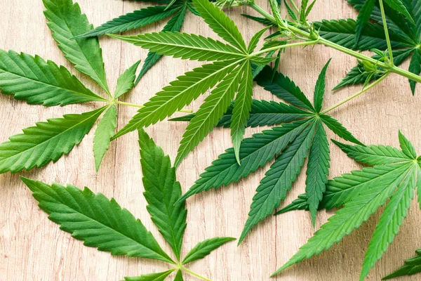 Marihuana Grüne Blätter Auf Einem Hölzernen Hintergrund Draufsicht — Stockfoto