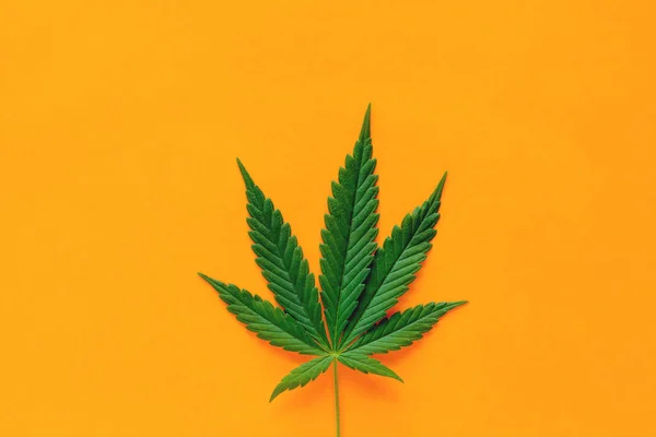 Marihuana Blatt Isoliert Auf Einem Lebhaften Gelben Hintergrund — Stockfoto