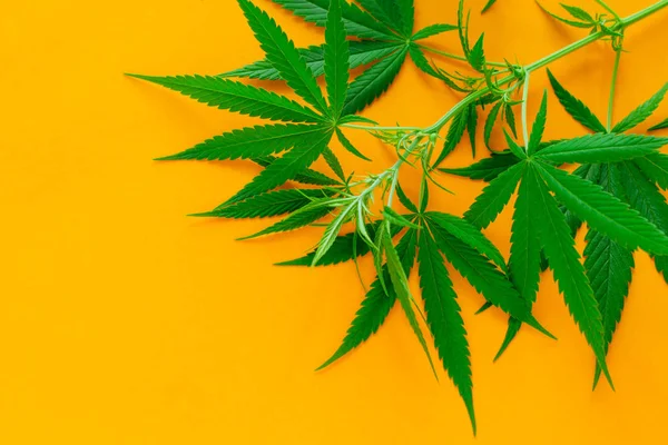Cannabis Grüne Blätter Auf Einem Lebendigen Gelben Hintergrund Kopierraum Alternative — Stockfoto