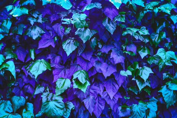 Close Violeta Azul Planta Folhas Neon Moderno Abstrato Fundo Natural — Fotografia de Stock