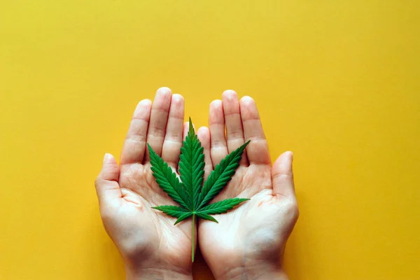 Top View Handen Met Marihuana Groen Blad Een Gele Achtergrond — Stockfoto