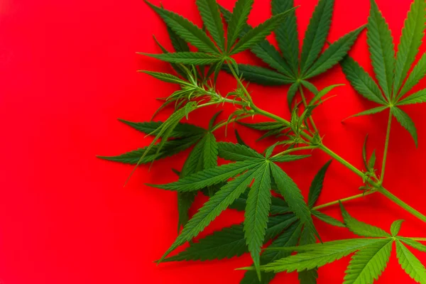 Cannabis Groene Bladeren Een Levendige Rode Achtergrond Kopie Ruimte — Stockfoto