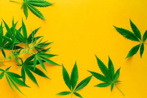 Cannabis Groene Bladeren Frame Een Levendige Gele Achtergrond Kopiëren Ruimte — Stockfoto