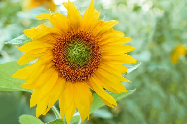 close up yellow sunflower flowers field