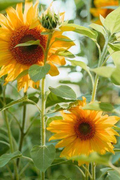 close up yellow sunflower flowers field
