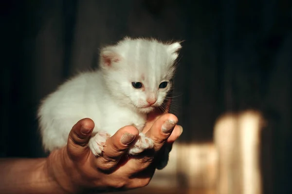 Mano Femenina Sostiene Gatito Blanco Recién Nacido —  Fotos de Stock