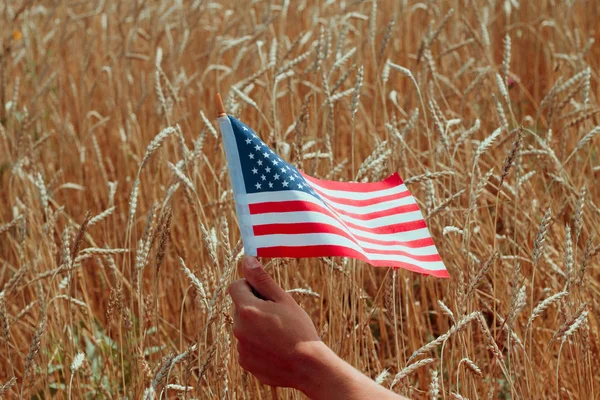 male hand holding USA flag on a background of golden ears of wheat in a countryside