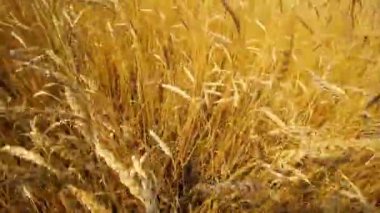 Bir buğday alanda yürüyüş