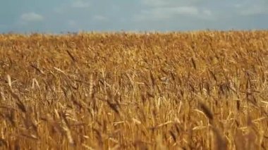 mavi gökyüzüne karşı rüzgarda sallanan olgun buğday altın kulakları 