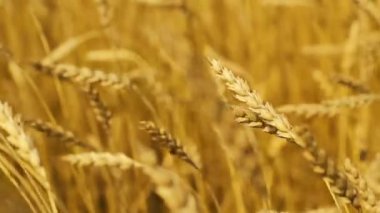 rüzgarbulanık seçici odak sallanan olgun buğday altın kulakları 