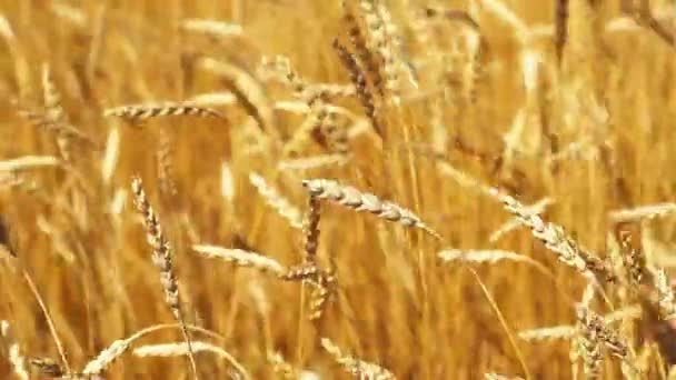 Золоті Вуха Стиглої Пшениці Ширяють Вітрі Розмиті Селективним Фокусом — стокове відео
