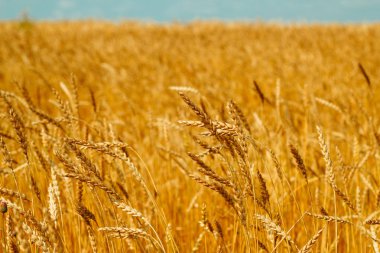 mavi gökyüzü seçici odak doğal kırsal fon karşı olgun buğday altın kulakları