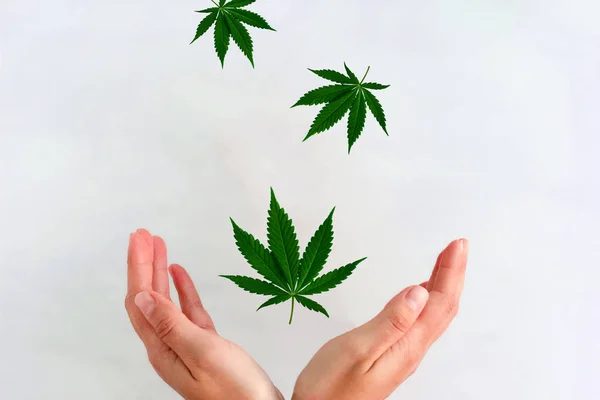 Marihuana Bladeren Vliegen Naar Beneden Vallen Handen Van Vrouwen Een — Stockfoto