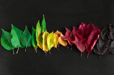 üst görünümü düz çok renkli sonbahar yaprakları siyah bir arka plan üzerinde degrade yatıyordu, sonbahar mevsimsel doğal sanat duvar kağıdı