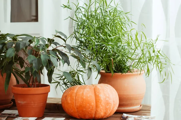 table with potted plants and cozy autumn natural interior decoration details with pumpkins