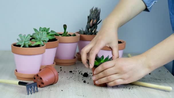 Sélectif Soft Focus Mains Féminines Transplanter Petit Succulent Dans Pot — Video