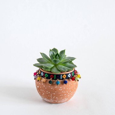 Beyaz bir arkaplanda seramik bir tencereye sulandırılmış.