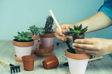 Bir kadının ellerinin ve küçük sulu suların seçici odak noktasını bulanıklaştırarak, yerli bitkileri killi saksılara, hobilere ve bitki yetiştirme konseptine naklediyor.