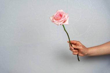 Gri arkaplanda pembe bir gül var.