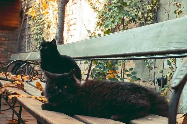 Aranyos Fekete Macska Ban Ősz Kert — Stock Fotó