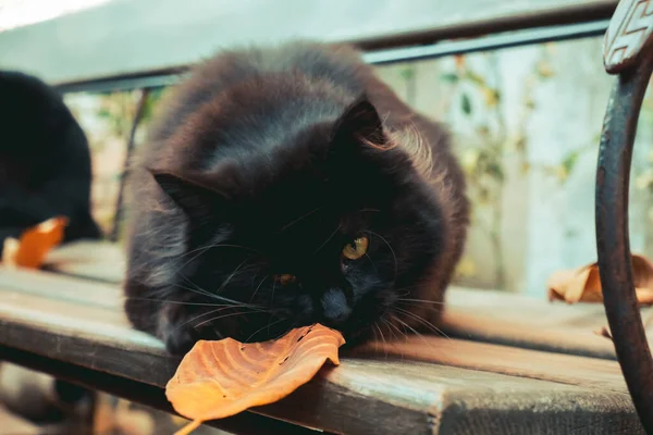 Söt Svart Katt Höst Trädgård — Stockfoto